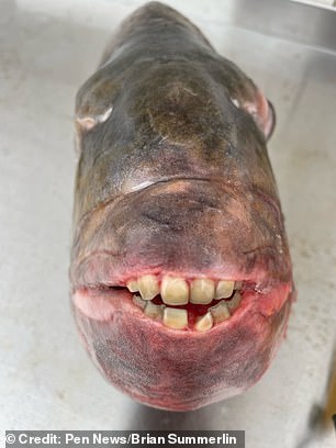 The sheepshead – a fish with eerily human-like gnashers – is notorious for stealing bait and being tough to catch