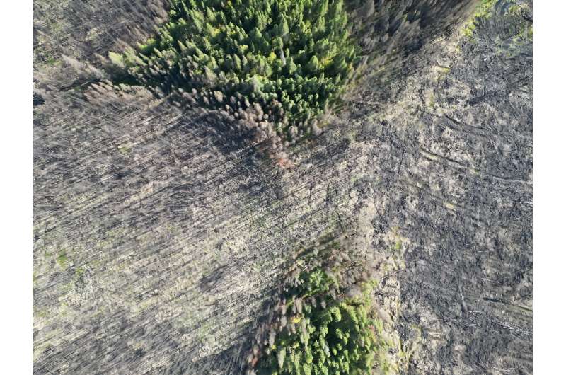 This aerial photo shows burned forest partially harvested by timber companies on the ancestral lands of the Lac-Simon indigenous community, Quebec on September 20, 2023