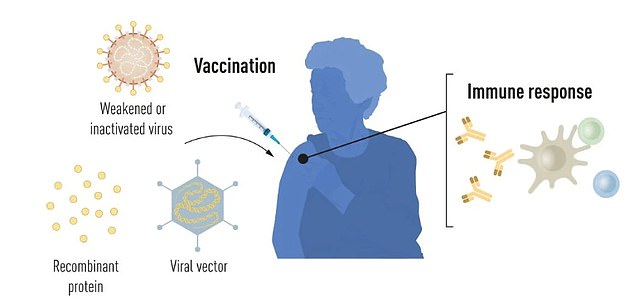 Karikó and Weissman together began investigating mRNA as a potential therapeutic in the 1990s. In 2005, they published their results in a paper which revealed mRNA could be altered and delivered effectively into the body to activate the body’s protective immune system. Unlike other vaccines, a live or attenuated virus is not injected or required at any point. Pictured, methods for vaccine production before the COVID-19 pandemic