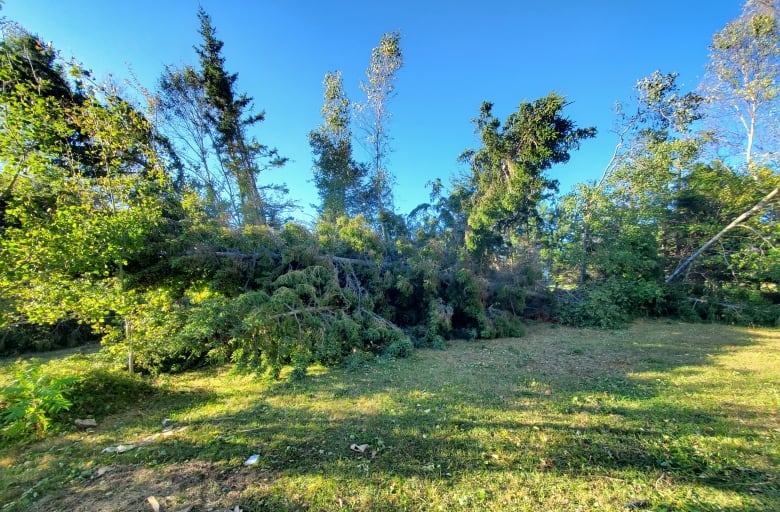 A row of large trees is left damaged after the storm. Some are completely felled while others sustained some damage. 