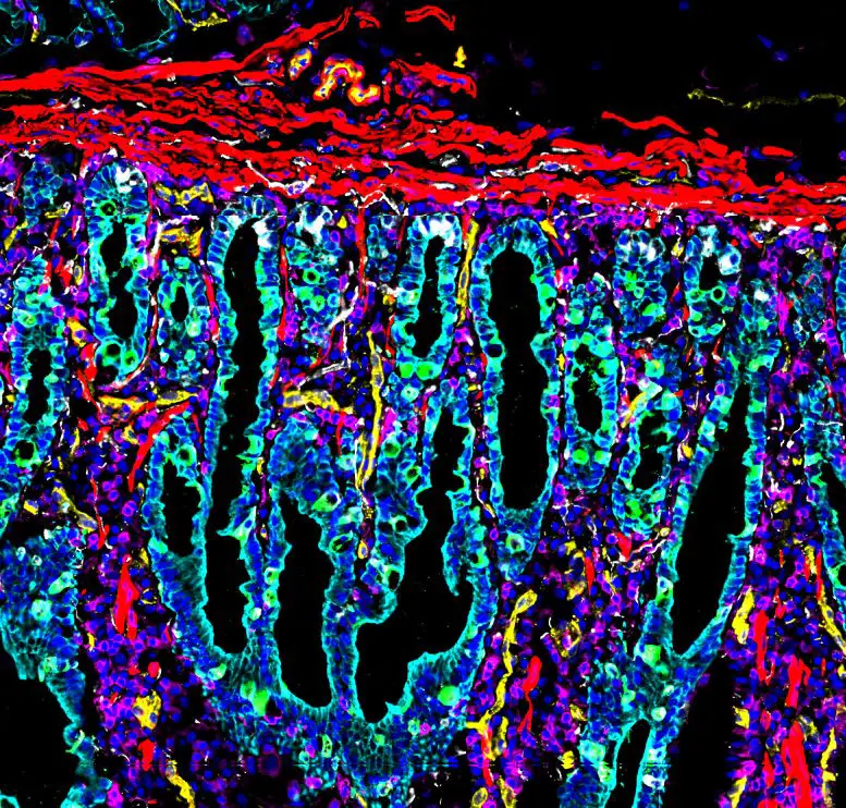 Cells of the Human Intestine 2