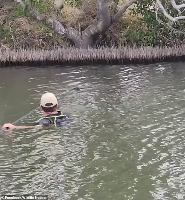 William Watson, a wildlife rescuer (pictured) made his way across the water to recue the stranded bird after rangers at a fishing park alerted him to the bird that was badly injured after it became stuck on the riverbank