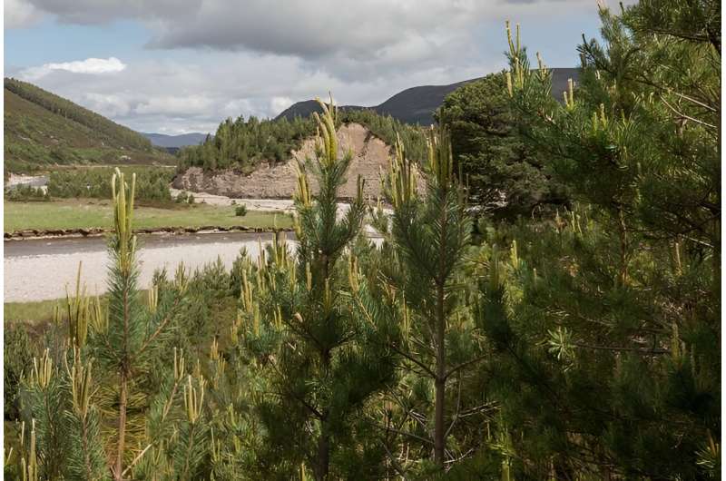 Is deer culling the answer to Scottish woodland regeneration?