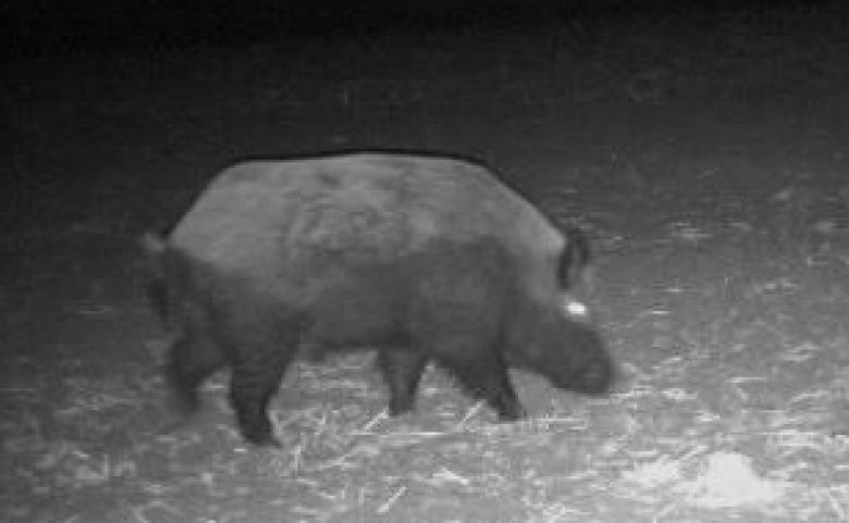 A black-and-white image shows a large pig in the dark. Its eye glows white.