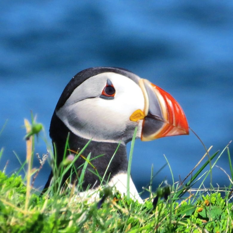 A black and white bird with a colourful orange beak.