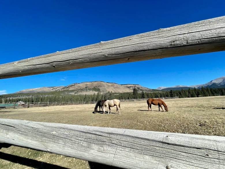 Horses graze on grass behind a fence.