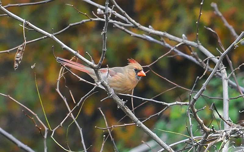 Bird species changing faster than expected in protected areas