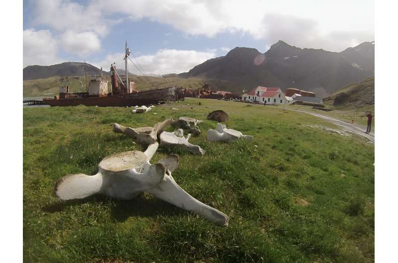 DNA from discarded whale bones suggests loss of genetic diversity due to commercial whaling