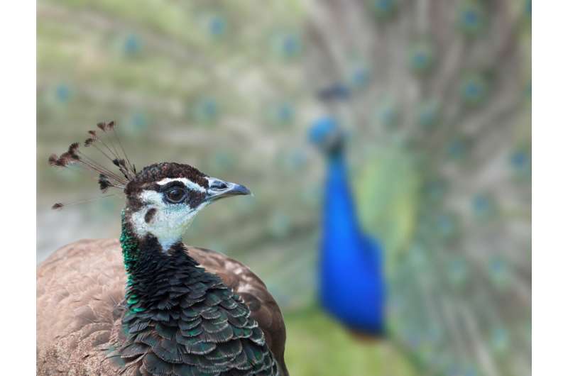 Female animals may learn mate preferences based on what sets other females' choices apart from the crowd