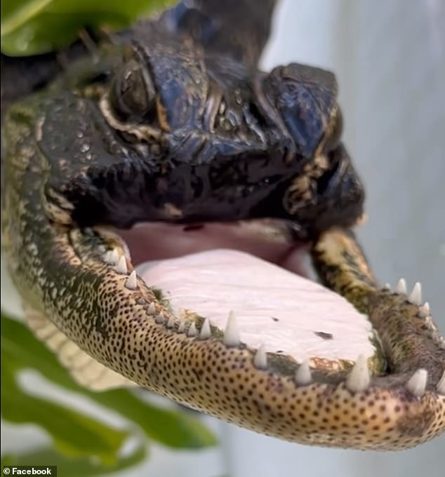 Florida alligator missing top half of jaw is given new name in honor of fellow ‘treasure’ Dolly Parton – and is already gaining weight eating mice