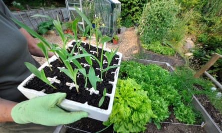 A tray of plants in the hands of a gardener wearing green gardening gloves