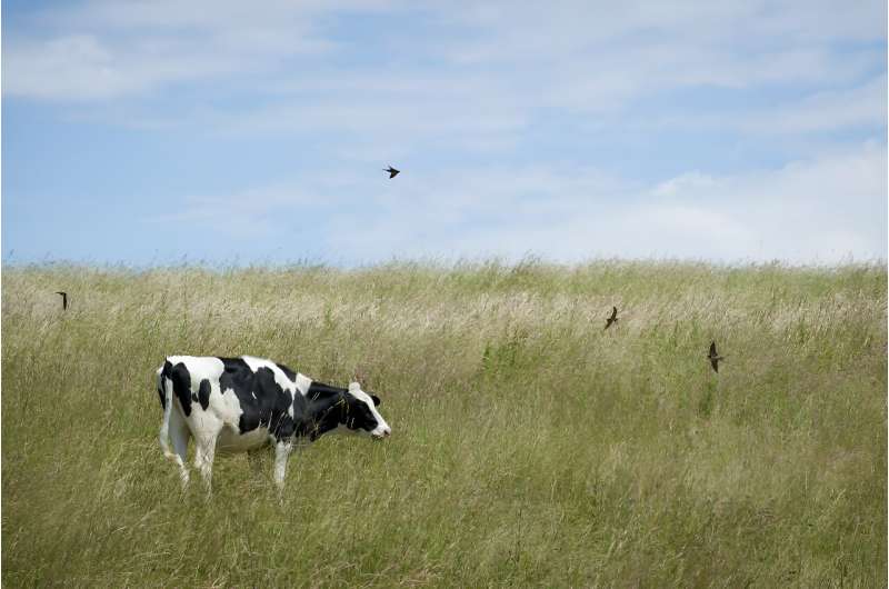 Climate change and cattle: Genetics may hold answer to heat stress tolerance