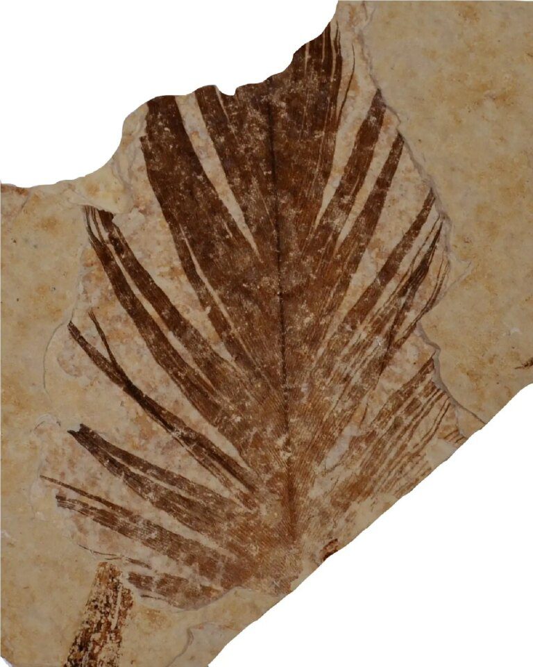 125-Million-Year-Old Dinosaur Feathers Reveal Traces of Ancient Proteins