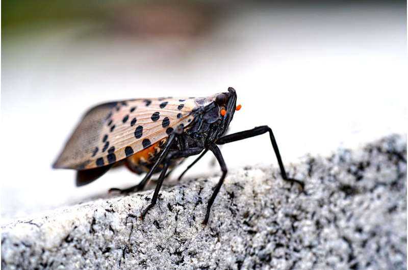 spotted lanternfly