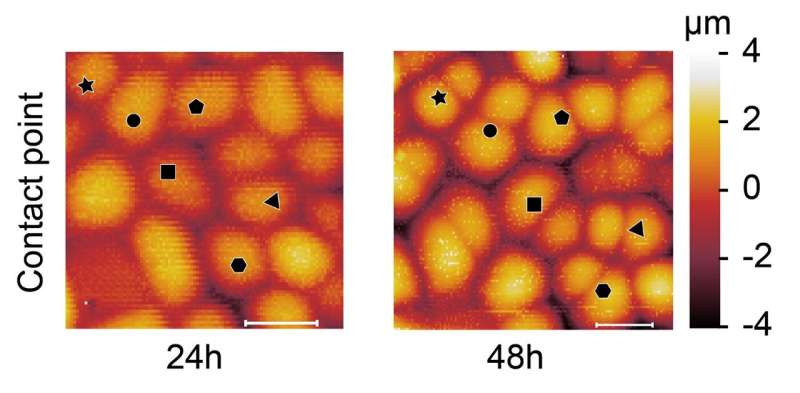 How new plant cell walls change their mechanical properties after cell division