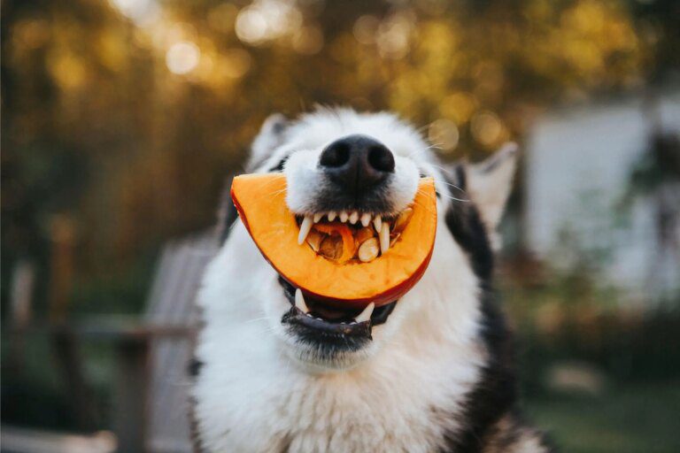 How Do Animals Know It’s Lunchtime?