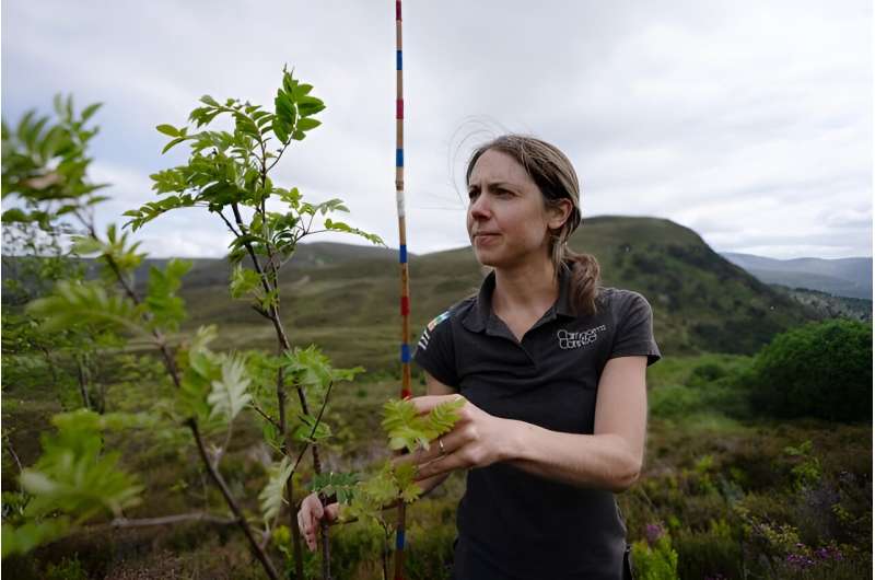 Is deer culling the answer to Scottish woodland regeneration?