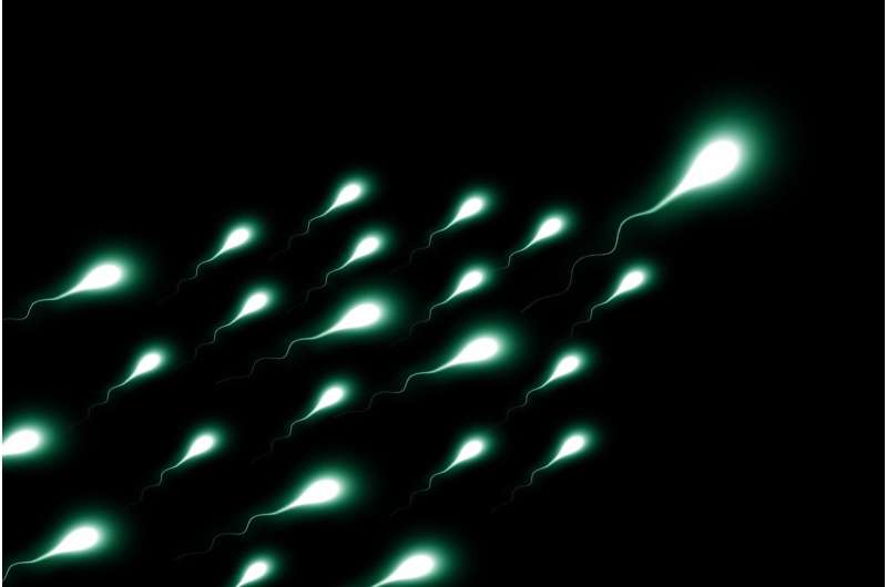 sperm cells