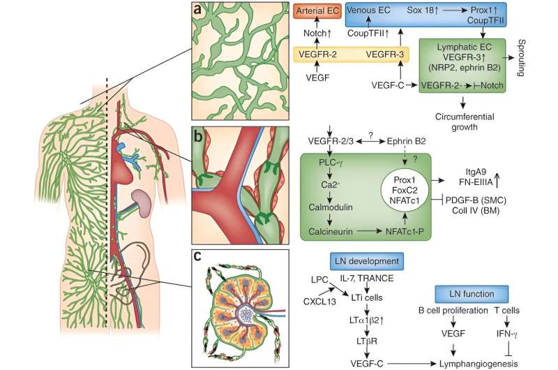 Q&A: New lymphedema-on-chip platform holds promise