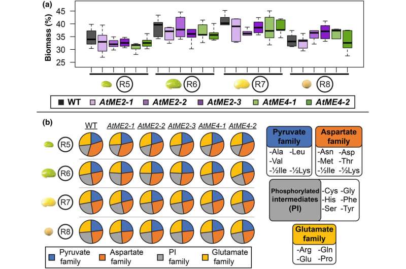 Research reveals how a single enzyme can boost soybean oil production