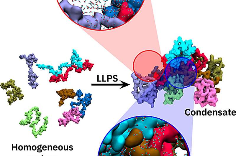 Researchers investigate role of water molecules in formation of condensates in cells