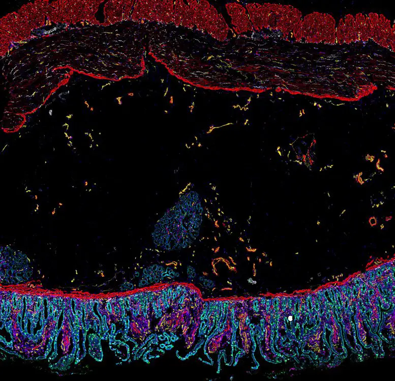 Cells of the Human Intestine