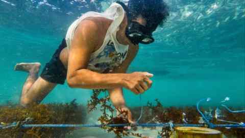 A seaweed farmer ties clumps of algae to iron rods along the seafloor in Lembongan Bay, Indonesia