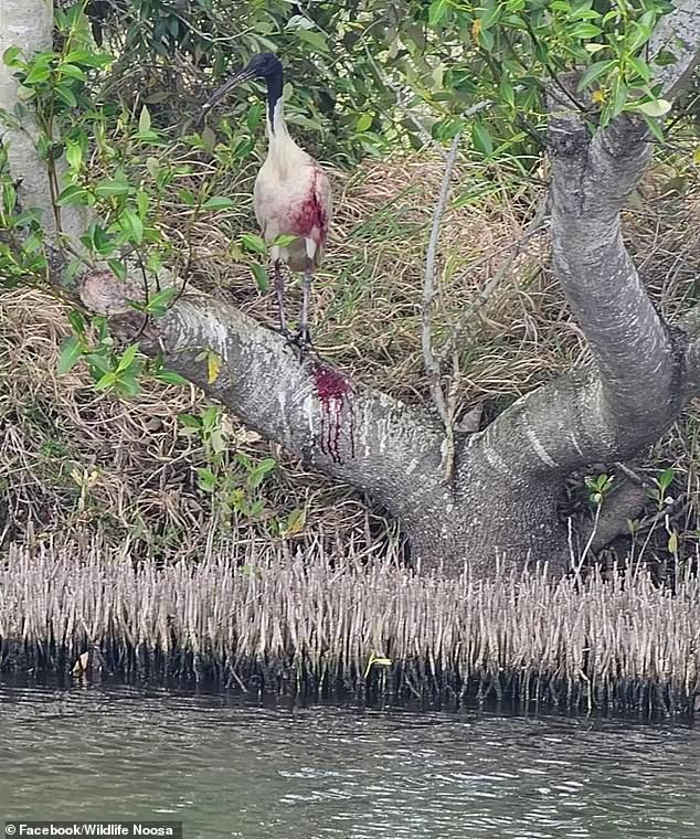 Wildlife rescuer saves ibis at Bli Bli Barra Fishing Park on Sunshine Coast