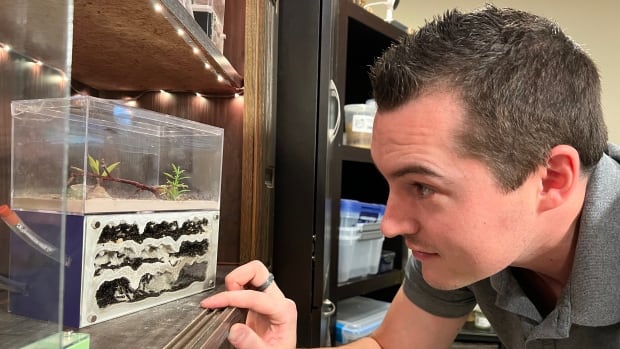 Keeping ants as pets: Enthusiasts in Edmonton say it’s becoming a thing