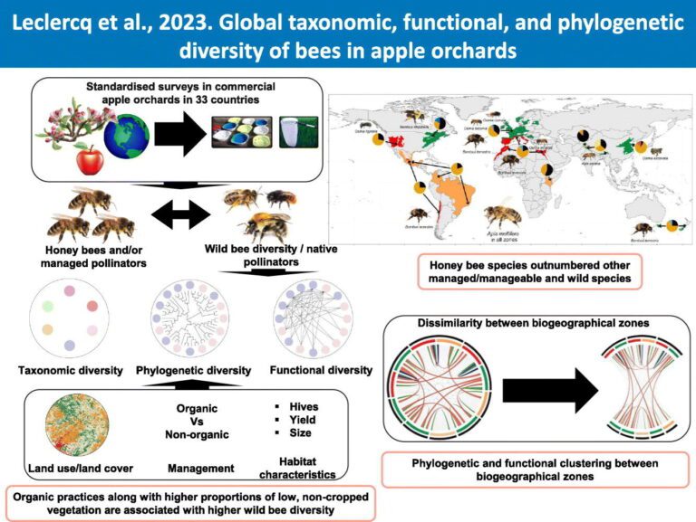 International study characterizes diversity of bees in apple orchards across the globe