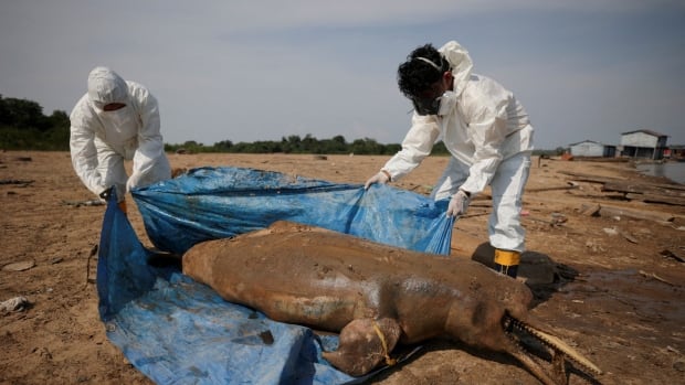 Soaring water temperatures, drought cited as 120 dead dolphins retrieved in Brazil’s Amazon