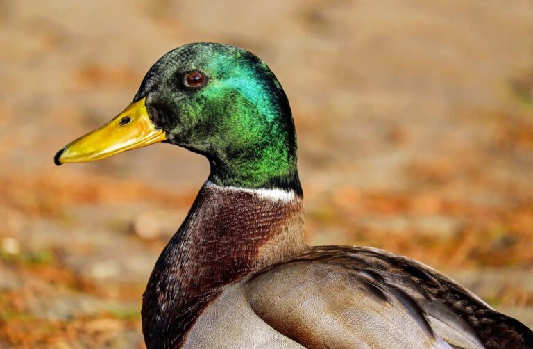 France to vaccinate millions of ducks against bird flu