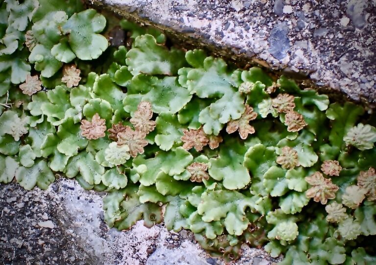 Examining how bryophytes adapt without gibberellin