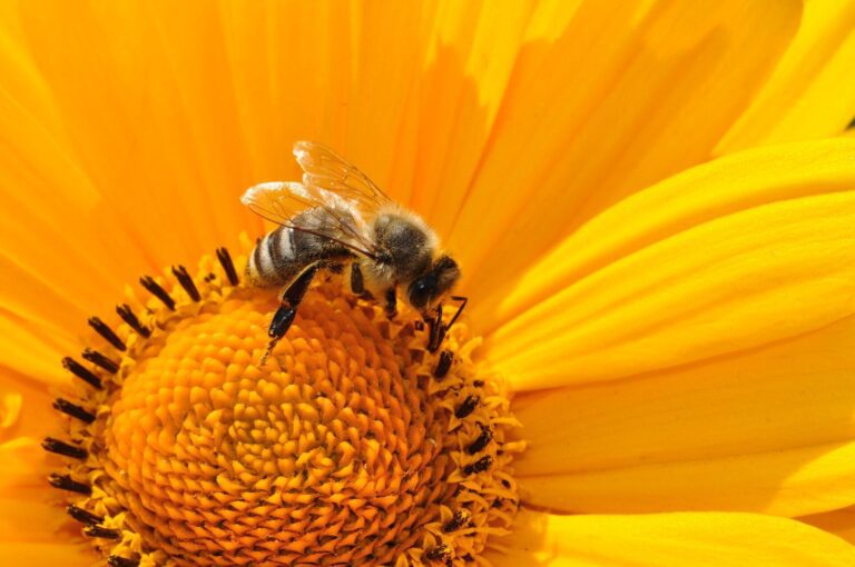 Smart hives and dancing robot bees could boost sustainable beekeeping