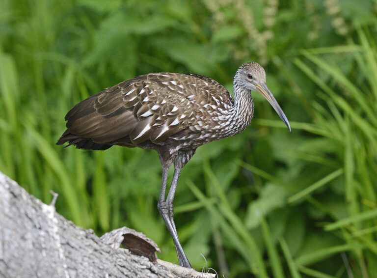 ‘Invasion’ of tropical birds known as limpkins reported in Illinois—invasive snails may be attractive food source