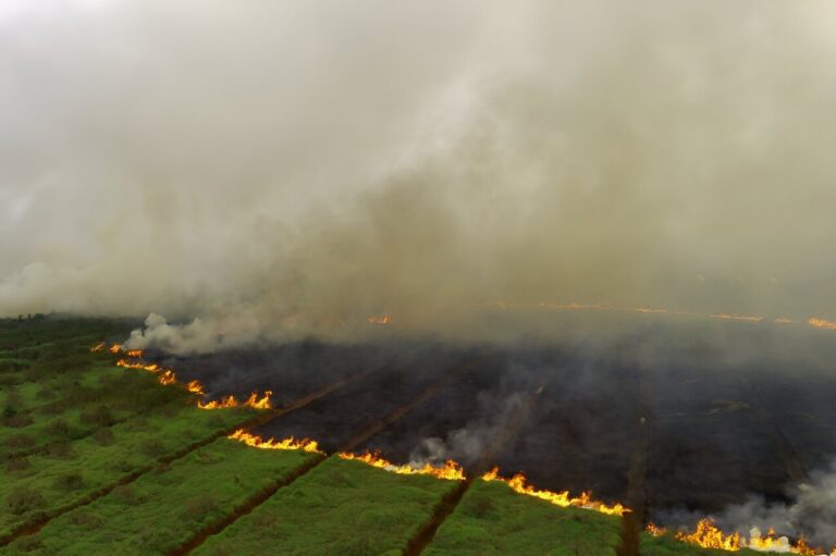 Indonesian city closes schools over peatland fire haze