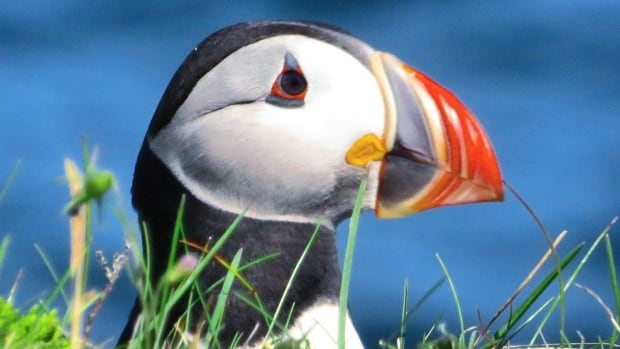 At Canada’s largest Atlantic puffin colony, chicks are dying of starvation