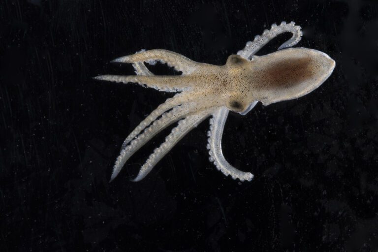 Study pinpoints cold adaptations in nervous system of Antarctic octopus