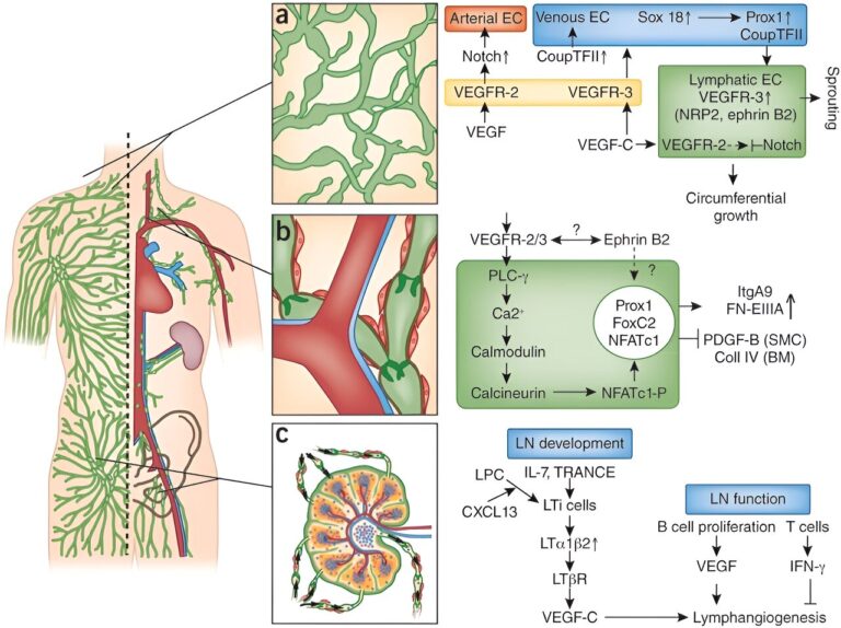 New lymphedema-on-chip platform holds promise