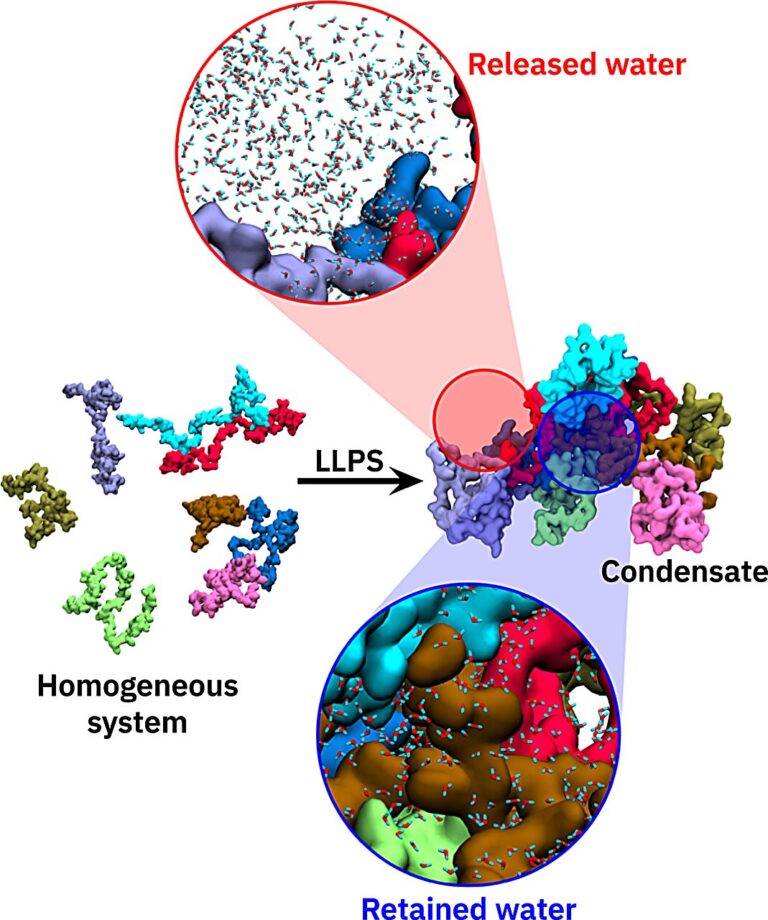 Researchers investigate role of water molecules in formation of condensates in cells