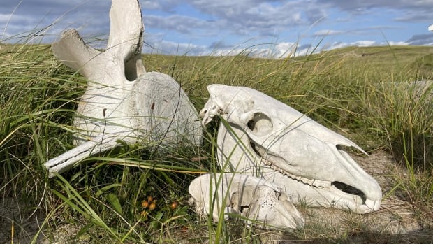 150 Sable Island wild horses died last winter, Parks Canada reports