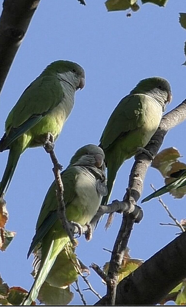 Unique voice prints in parrots could help birds be recognized in a flock, no matter what they say