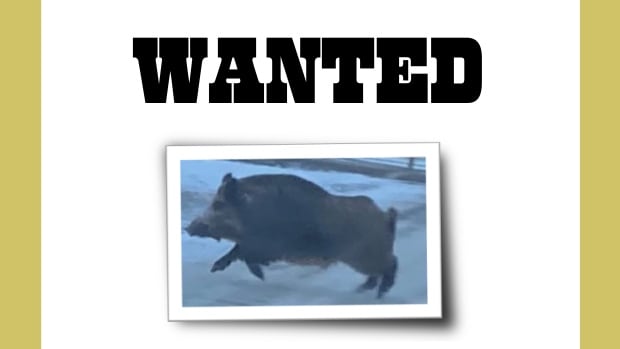 Manitobans asked to be on lookout for elusive wild pig