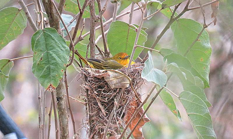 A Galápagos Island warbler population does not recognize call signaling mainland threat