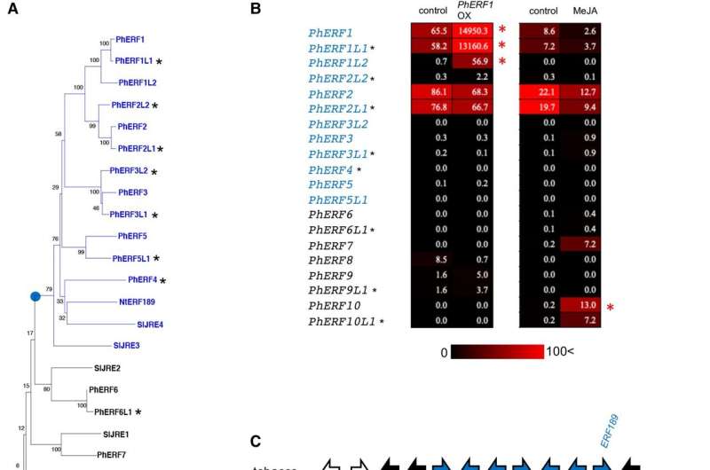 Induced production of specialized steroids by transcriptional reprogramming in Petunia hybrida