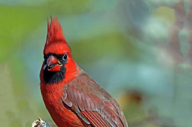 northern cardinal