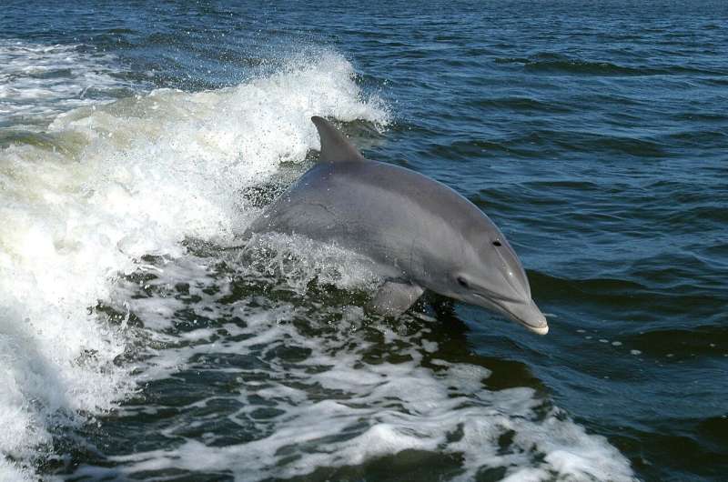 bottlenose dolphins