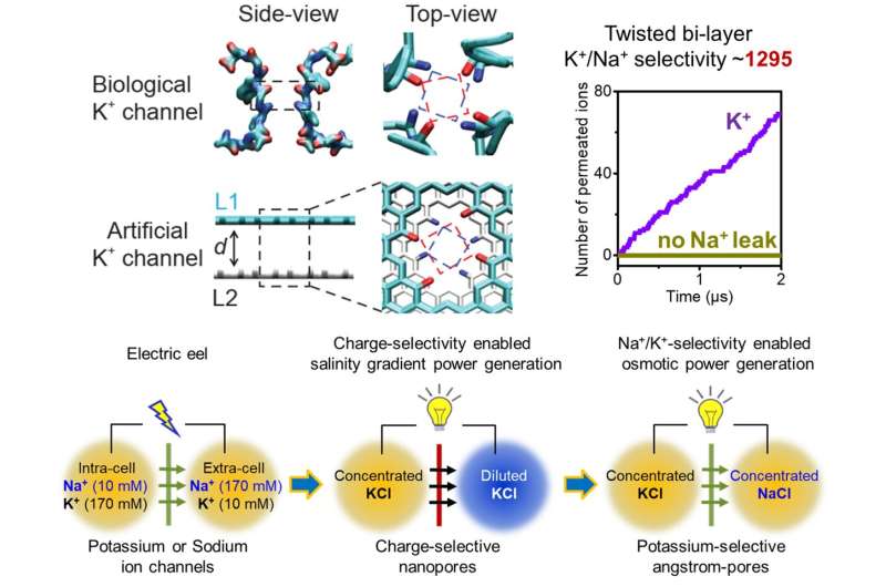 Unprecedented artificial potassium channels better mimic electric eels