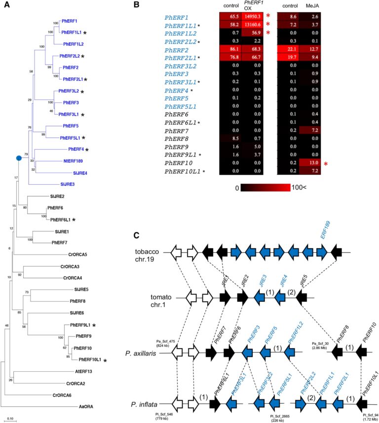 Induced production of specialized steroids by transcriptional reprogramming in Petunia hybrida