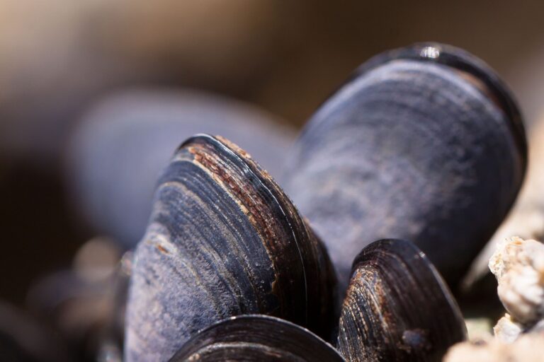 Team finds that the bivalve mollusk Anadara kagoshimensis can endure high water salinity